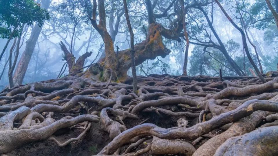 Kodaikanal & Pazhani 02Nights 03Days