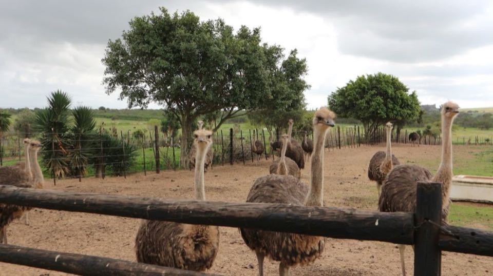 South Africa 10Nights 11Days