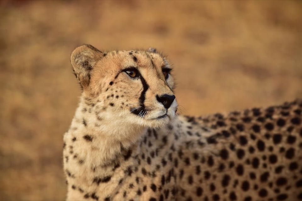 South Africa 10Nights 11Days